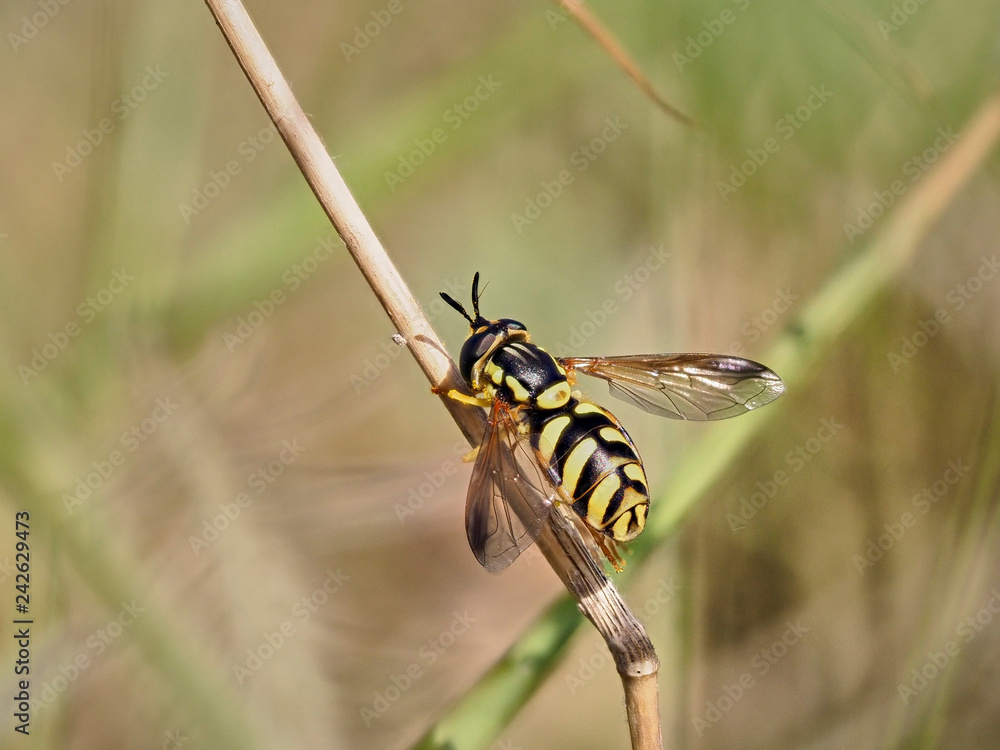 Fly similar to the wasps perched in some bushes near the town of Valles, Valencia, Spain Chrysotoxum intermedium Meigen, 1822 Fly similar to the wasps perched in some bushes near the town of Valles, Valencia, Spain Chrysotoxum intermedium Meigen, 1822