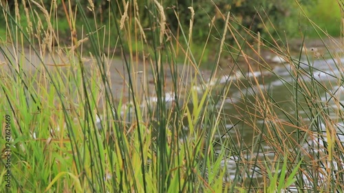 grass swaying in the breese photo