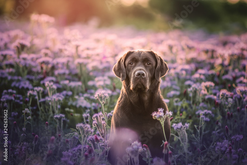 Fotografie Chocolate Labrador