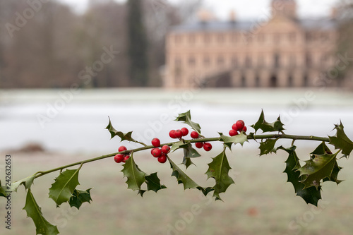 Stechpalmen zweig mit unscharfen Schloss im Hintergrund photo