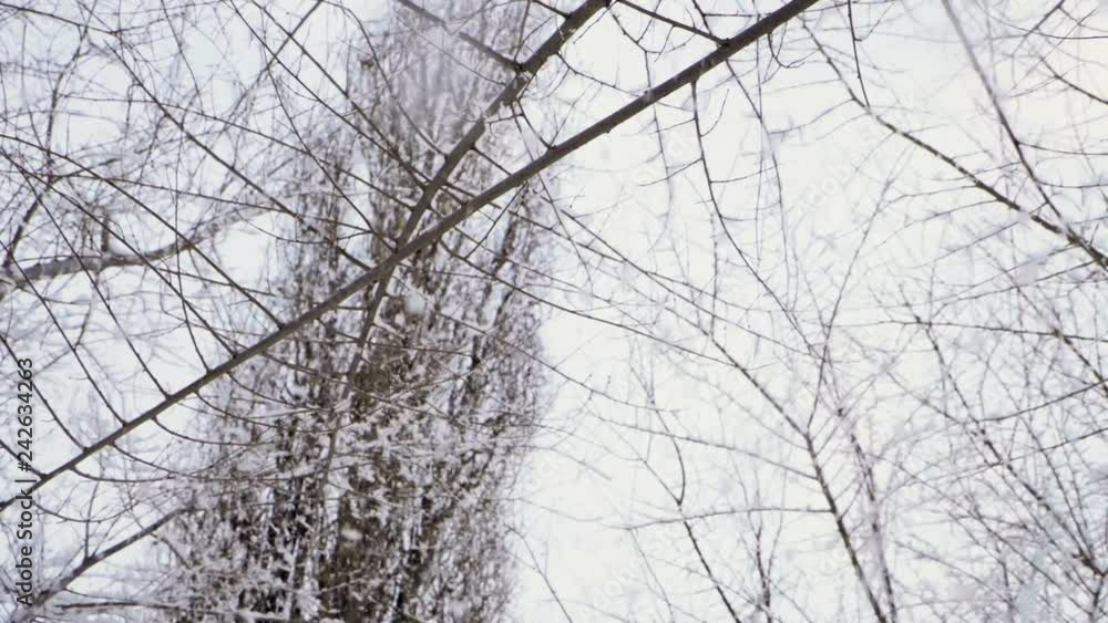 Winter landscape. Close-up shot of snow falling on leafless tree branches against cloudy sky. Slow motion. HD Winter landscape. Close-up shot of snow falling on leafless tree branches against cloudy sky. Slow motion. HD
