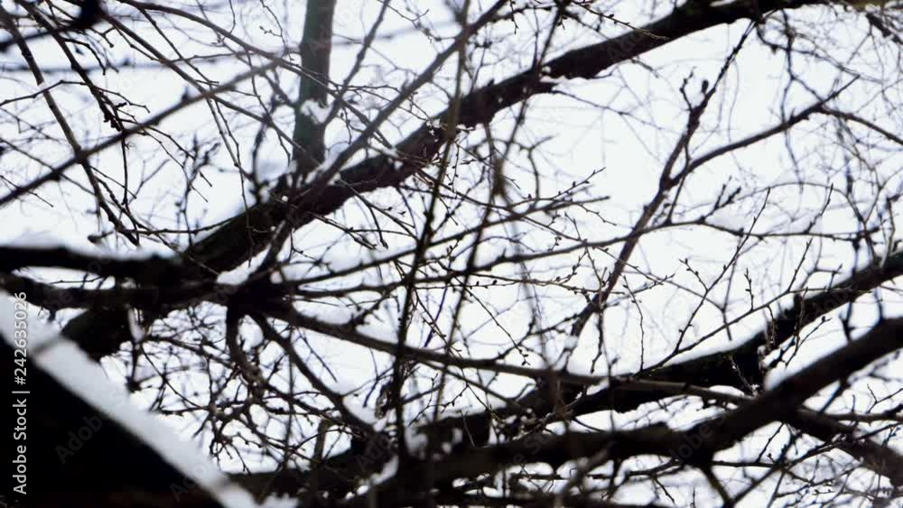 Winter landscape. Close-up shot of snow falling on leafless tree branches against cloudy sky. Slow motion. HD Winter landscape. Close-up shot of snow falling on leafless tree branches against cloudy sky. Slow motion. HD