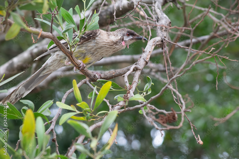 Red Wattlebird in tree Red Wattlebird in tree