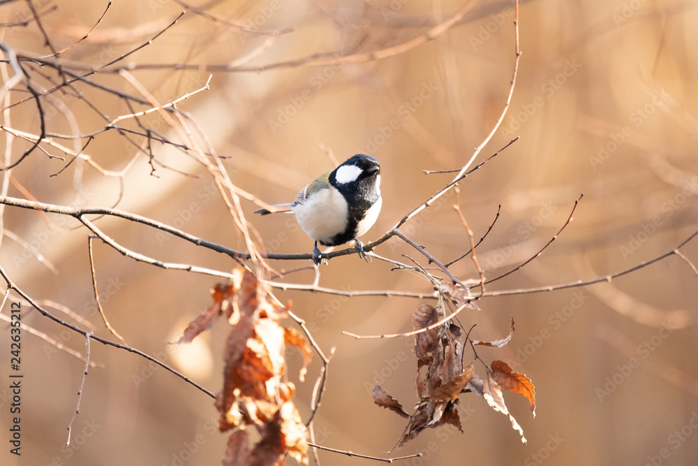 Obraz premium Oriental tit perches on a dried twig in winter.