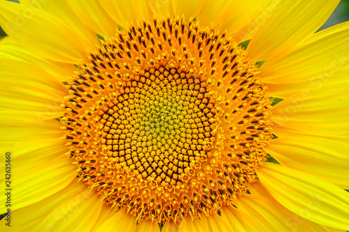 Fototapeta Naklejka Na Ścianę i Meble -  Beautiful sunflower petals on yellow background / sunflower petals close-up