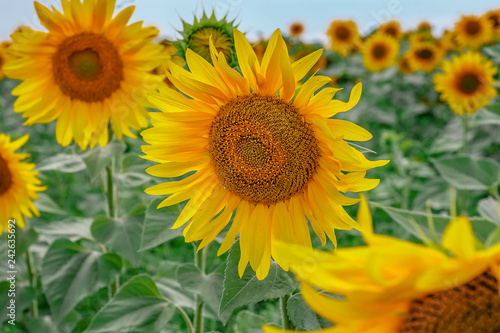 Fototapeta Naklejka Na Ścianę i Meble -  Sunflower field at sunset.  Farm field.