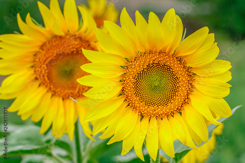 Fototapeta Naklejka Na Ścianę i Meble -  Sunflower field at sunset.  Farm field.
