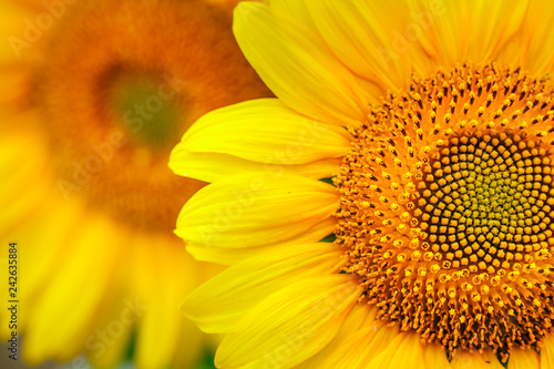Fototapeta Naklejka Na Ścianę i Meble -  Sunflower field at sunset.  Farm field.