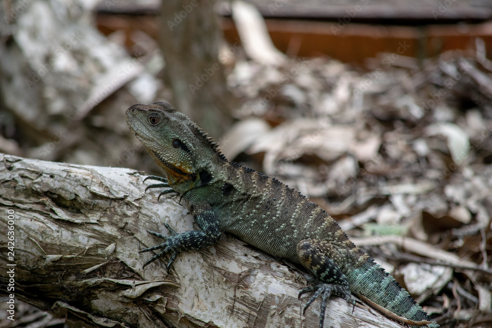 Fototapeta premium Water dragon on log 