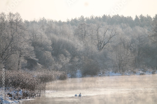 Wallpaper Mural winter in forest Torontodigital.ca