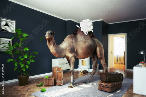 Canvas Print the camel in the room.