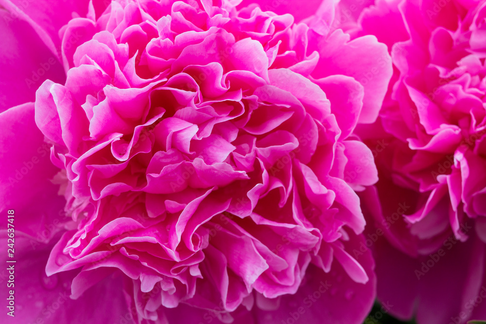 Peony background,lots of pink flowers pink close-up background, romantic background for valentine's holiday Peony background,lots of pink flowers pink close-up background, romantic background for valentine's holiday