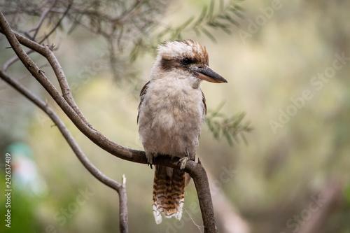 Kookaburra sitting on branch looking sideways 