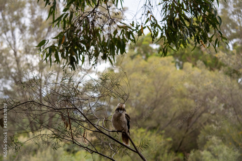 Kookaburra surrounded by Australian bushland Kookaburra surrounded by Australian bushland