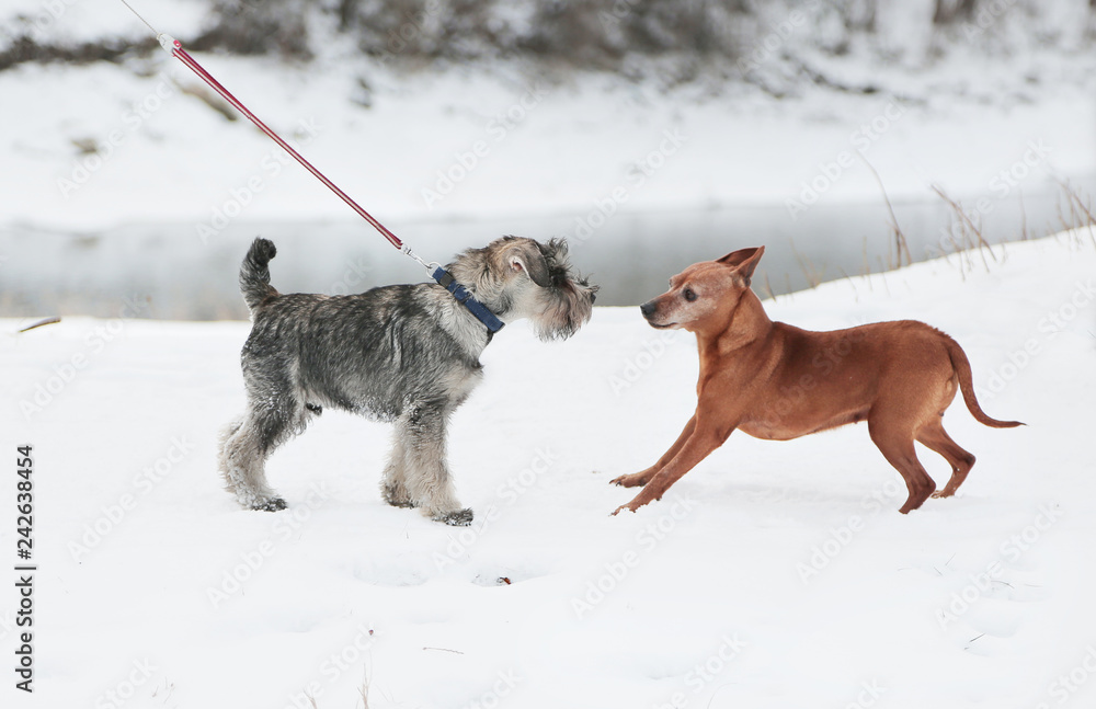 Two dogs met on a walk. Friendship, socialization. Two dogs met on a walk. Friendship, socialization.