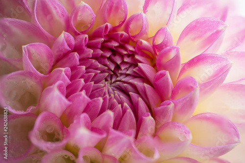 Chrysanthemums Pink