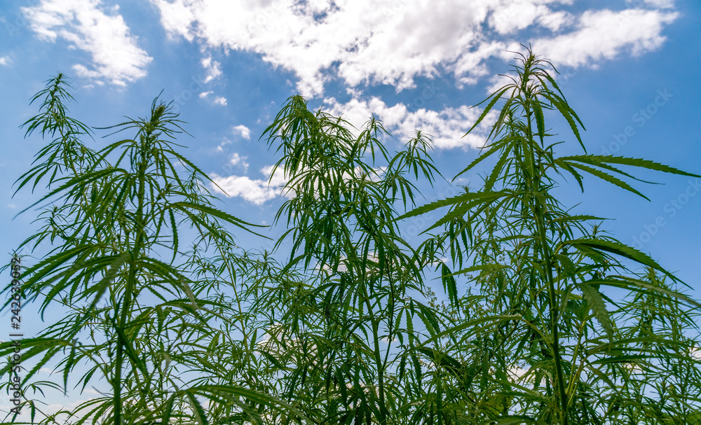 Obraz premium Cannabis field with wildflowers in the background blue sky