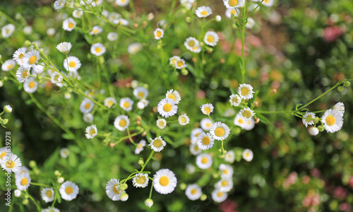 Marguerite Daisy flower in garden.