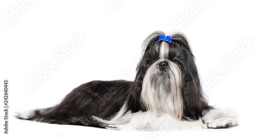 Shih Tzu dog on Isolated White Background in studio photo