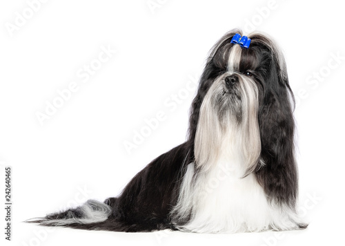 Foto Shih Tzu dog on Isolated White Background in studio