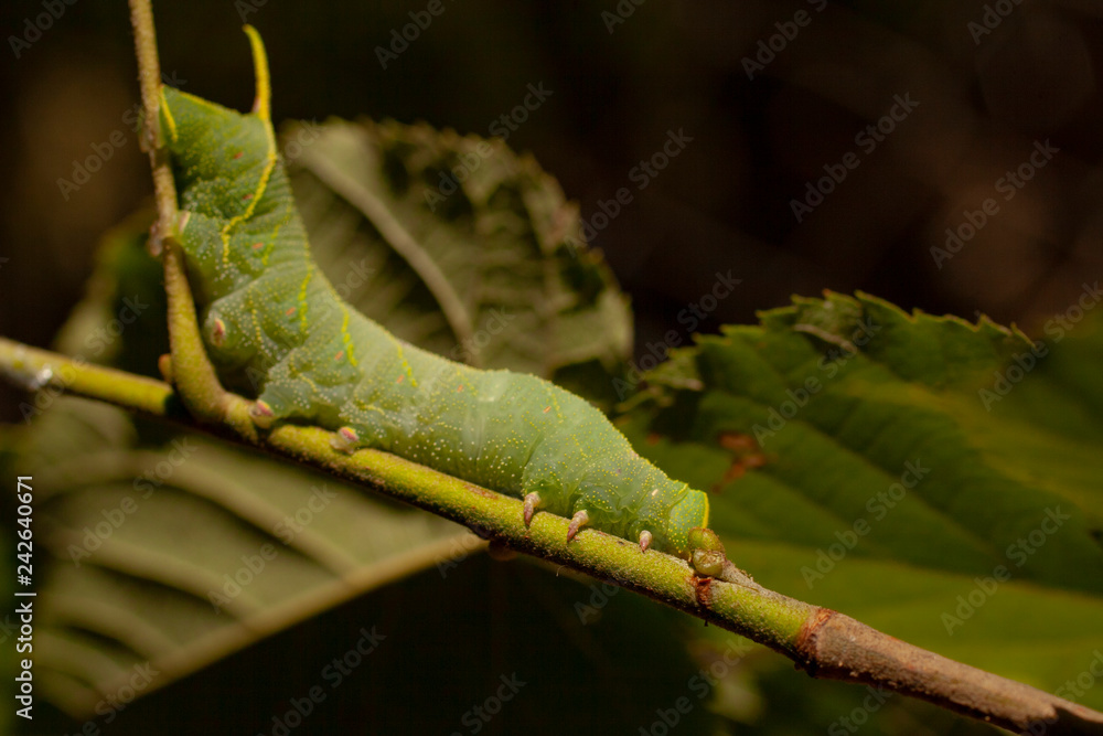 Smerinthus ocellatus, the eyed hawk-moth, is a European moth of the family Sphingidae. Large green caterpillar before pupation.