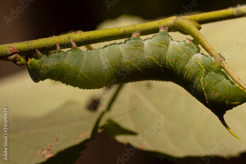 Smerinthus ocellatus, the eyed hawk-moth, is a European moth of the family Sphingidae. Large green caterpillar before pupation. photo