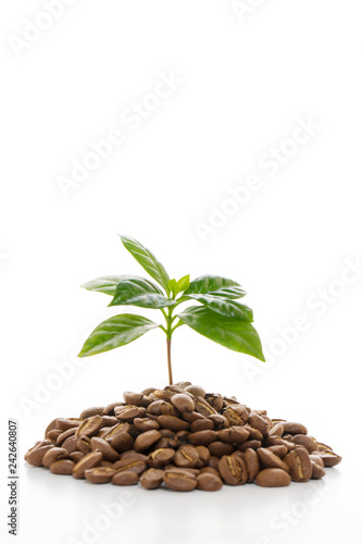 コーヒーの新芽と豆