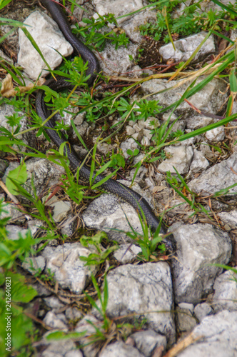 Schwarze Schlange im Gras auf Steinen