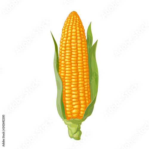 Ripe corn cob with leaves. Ear of corn. Hand drawn vector illustration.