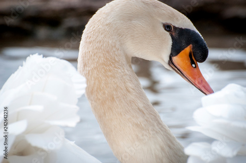 Cisne plumas y pico bonito precioso elegante  photo