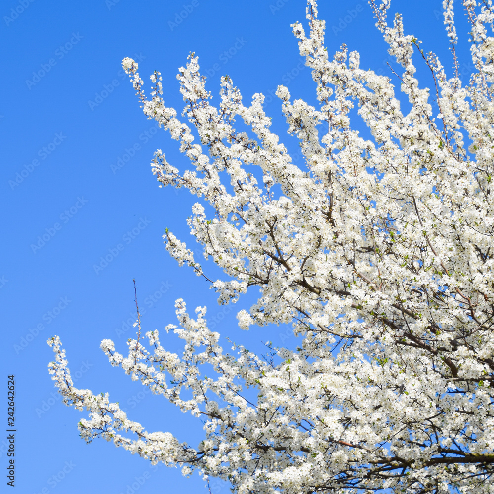 Spring flowering trees. Pollination of flowers of plum. Blooming Spring flowering trees. Pollination of flowers of plum. Blooming
