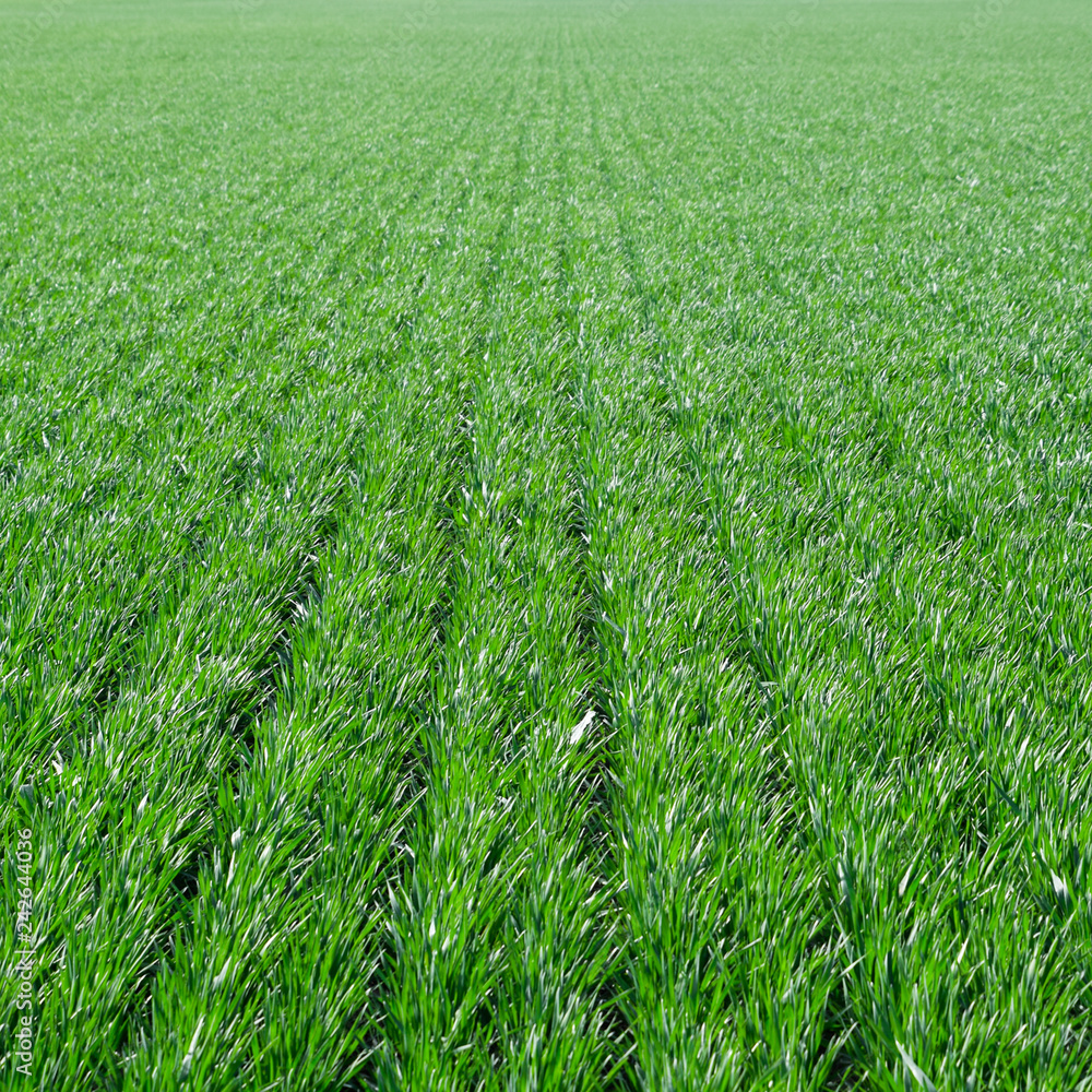 Spring winter wheat field Spring winter wheat field