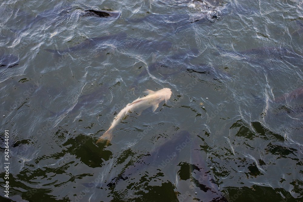 Naklejka premium white Koi fish in the river