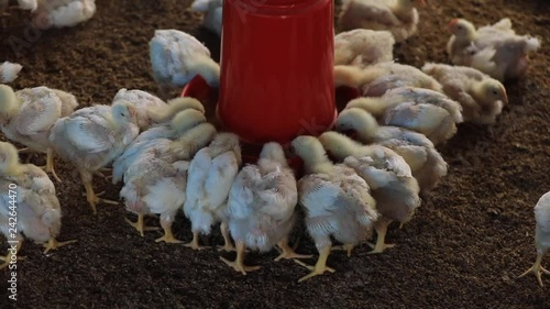 Feeding process for 15day old chicken in chicken farming photo