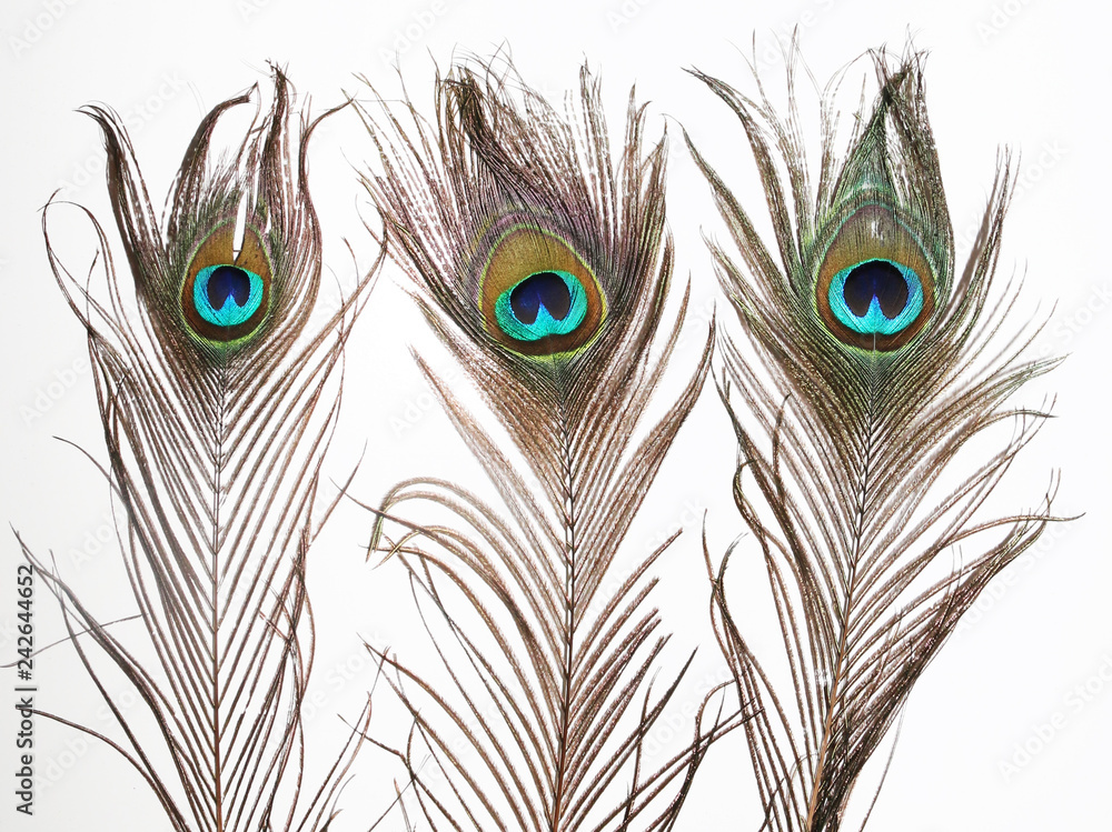 Naklejka premium peacock feather on white background