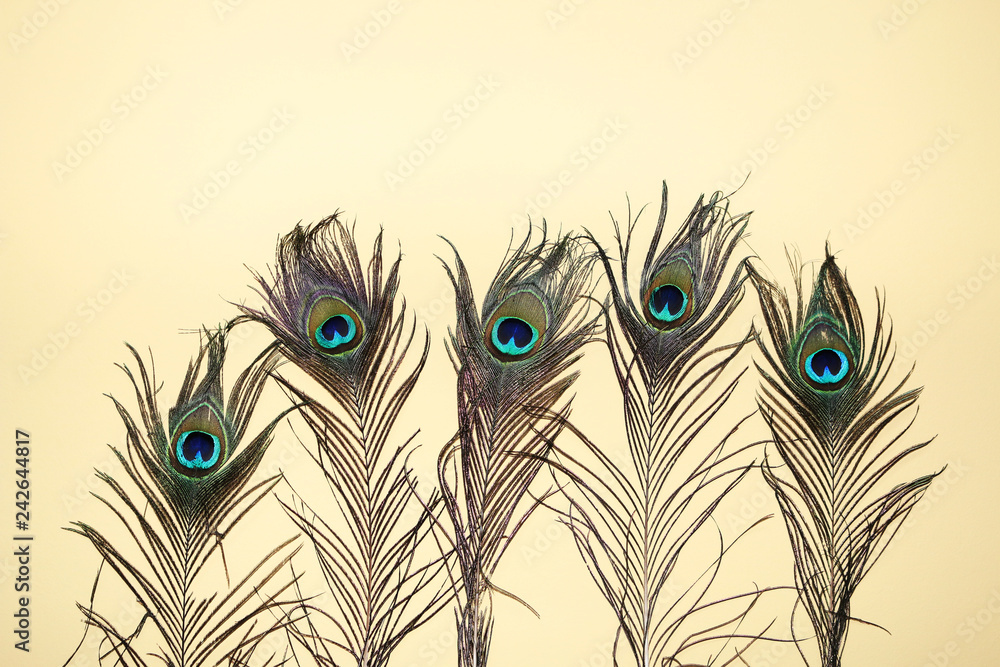 Obraz premium peacock feather