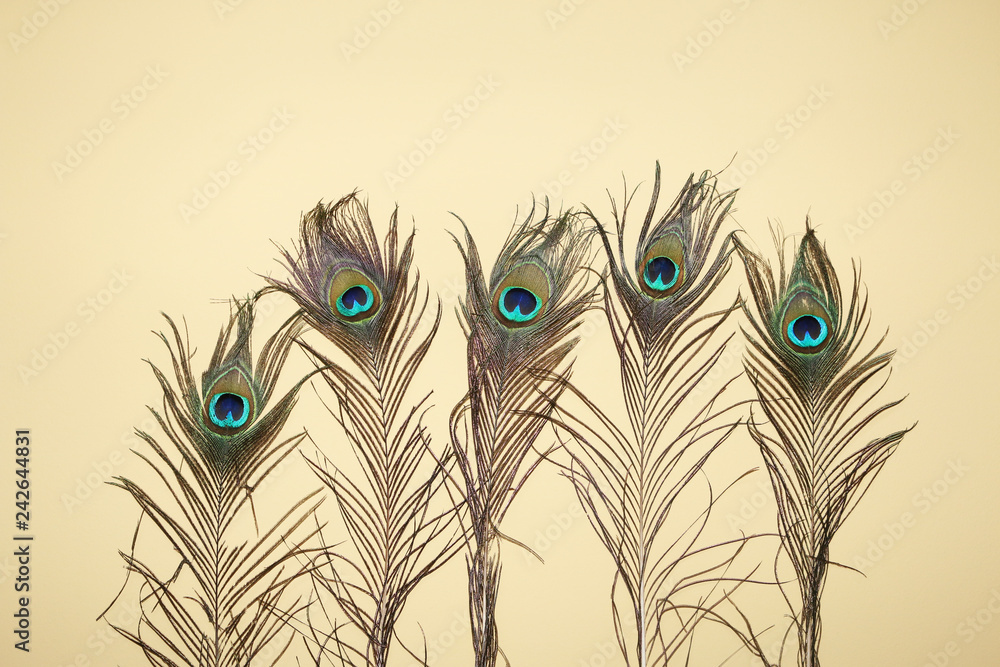 Obraz premium feather of peocock