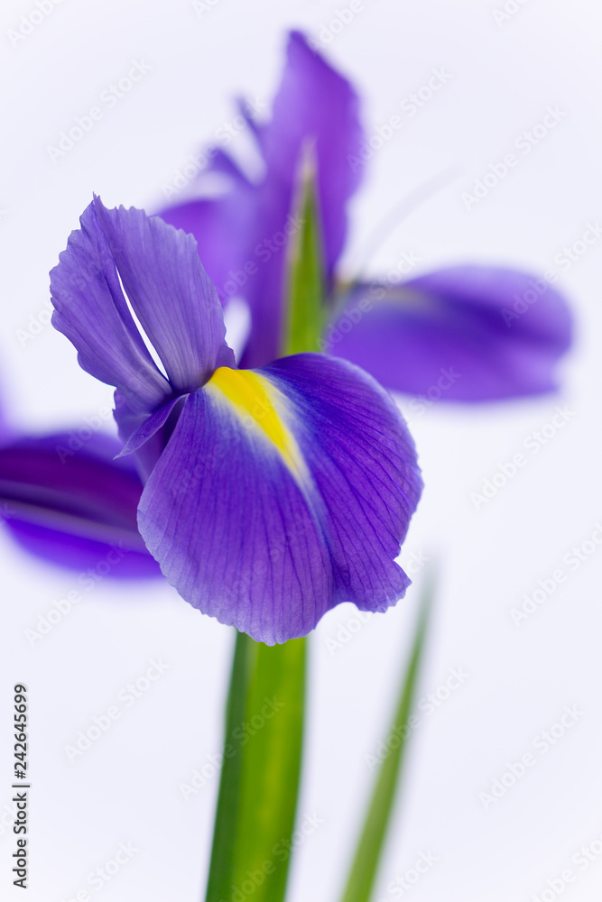 Close up photograph of delicate Purple Iris-6