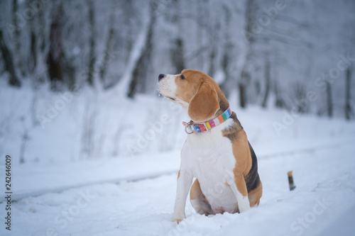 Fototapeta Naklejka Na Ścianę i Meble -  Beagle dog on a walk in a beautiful snow-covered Park