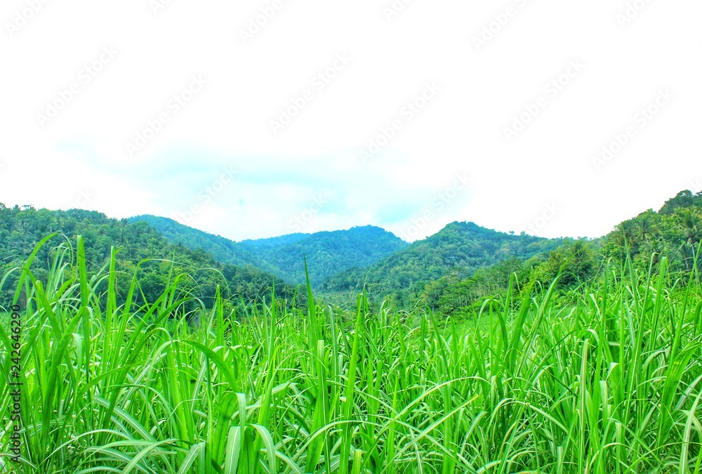 green grass and blue sky with mountain view green grass and blue sky with mountain view