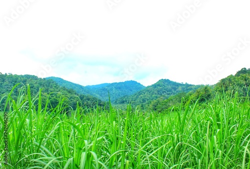 green grass and blue sky with mountain view