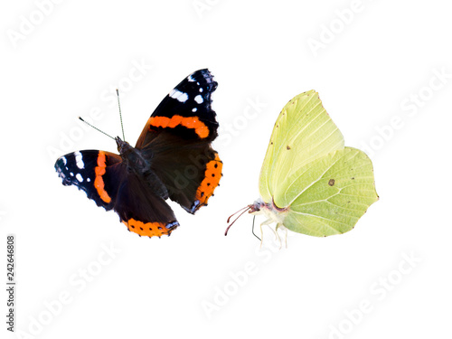 Common brimstone and red admiral butterflies isolated on white