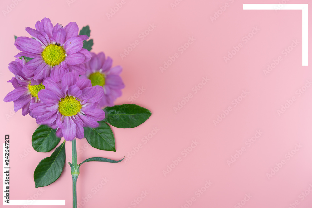 Naklejka premium Violet flowers and frame with copy space on pink background