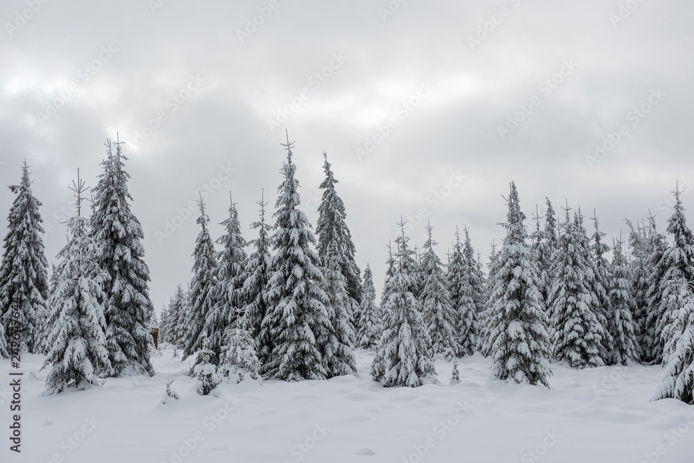 Naklejka premium Winter wonderland forest