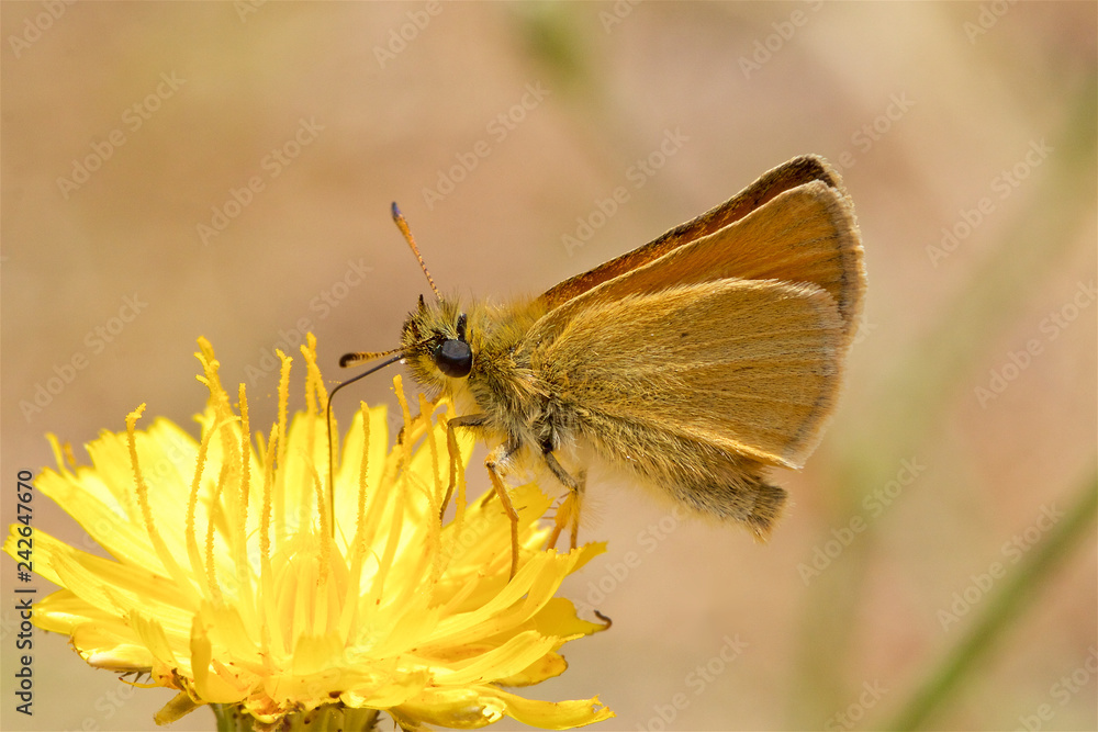 Essex Skipper Butterfly, Thymelicus lineola, feeding on a flower. Essex Skipper Butterfly, Thymelicus lineola, feeding on a flower.