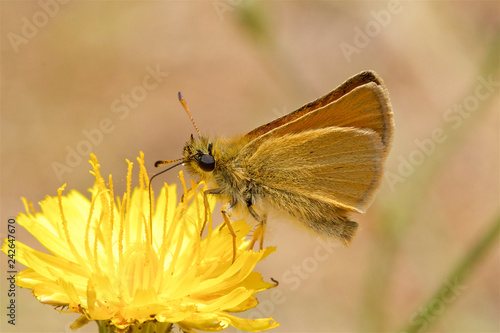 Essex Skipper Butterfly, Thymelicus lineola, feeding on a flower. 