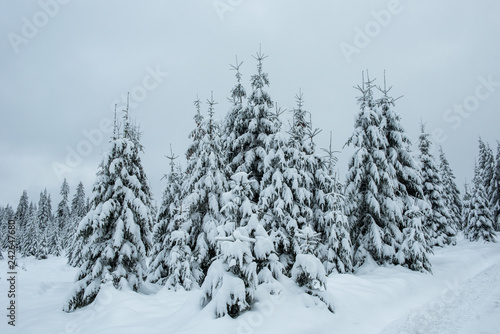 Winter forest covered with snow