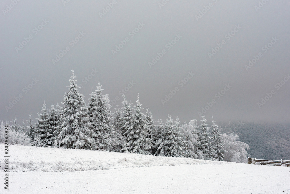Fototapeta premium Trees covered with hoarfrost and snow