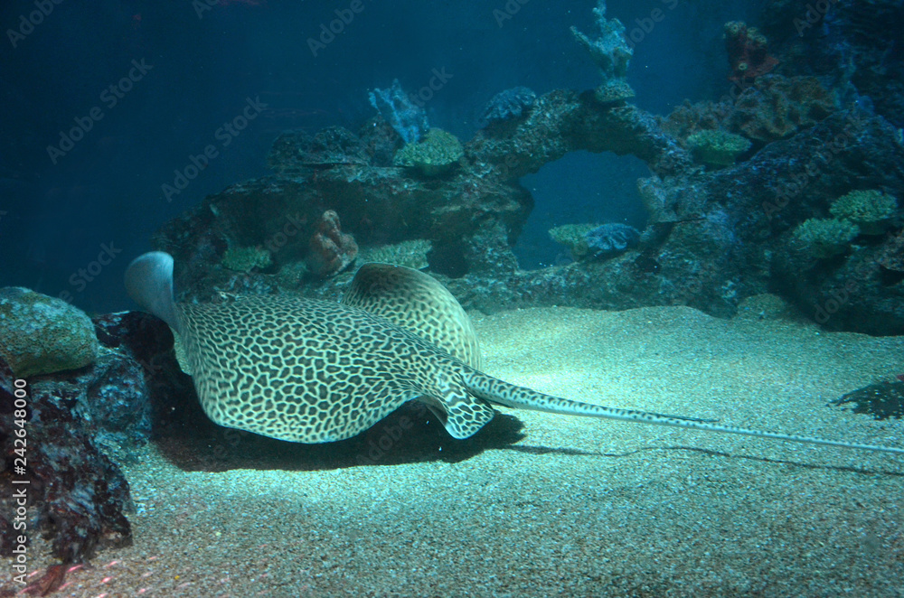 Fototapeta premium Spotted stingray swims in the aquarium on the sandy bottom. Back view.