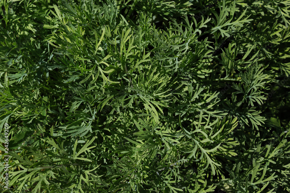 Green grass at summer background or texture Green grass at summer background or texture